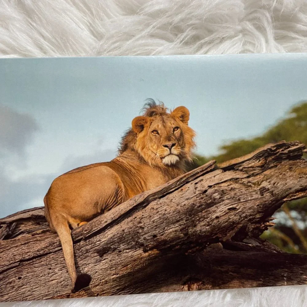 20 Assorted Cards Wild Animal blank inside